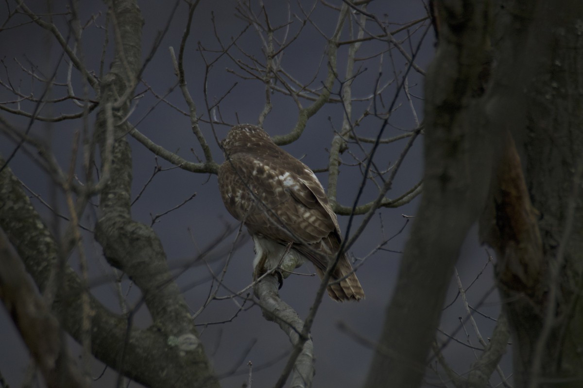 Red-tailed Hawk - ML221538661