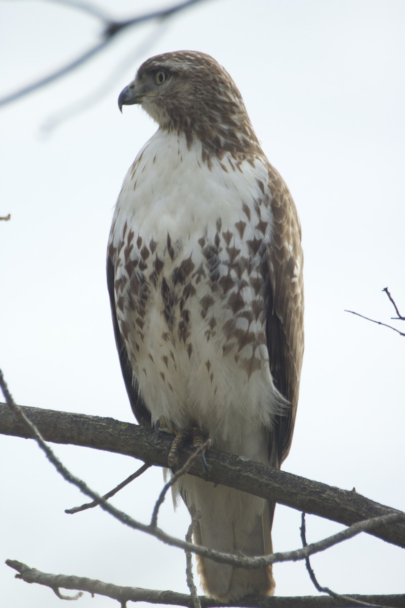 Red-tailed Hawk - ML221538671