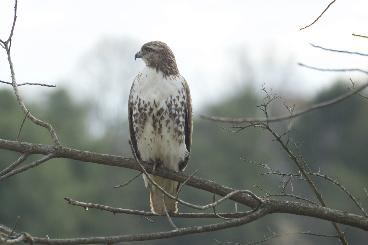Red-tailed Hawk - Hanh Tran