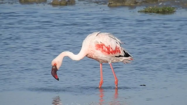 Küçük Flamingo - ML221542421