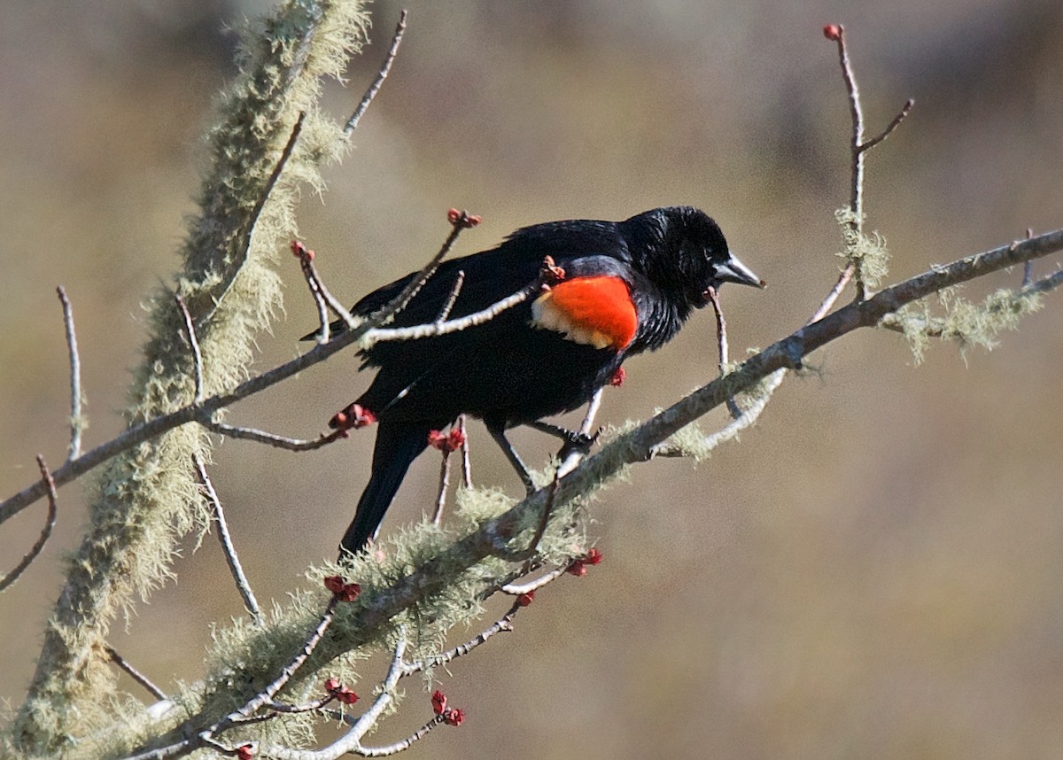 Red-winged Blackbird - Robert Olshansky