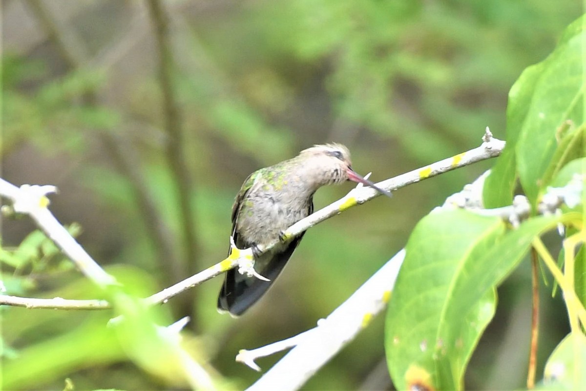 Broad-billed Hummingbird - Jim Collins