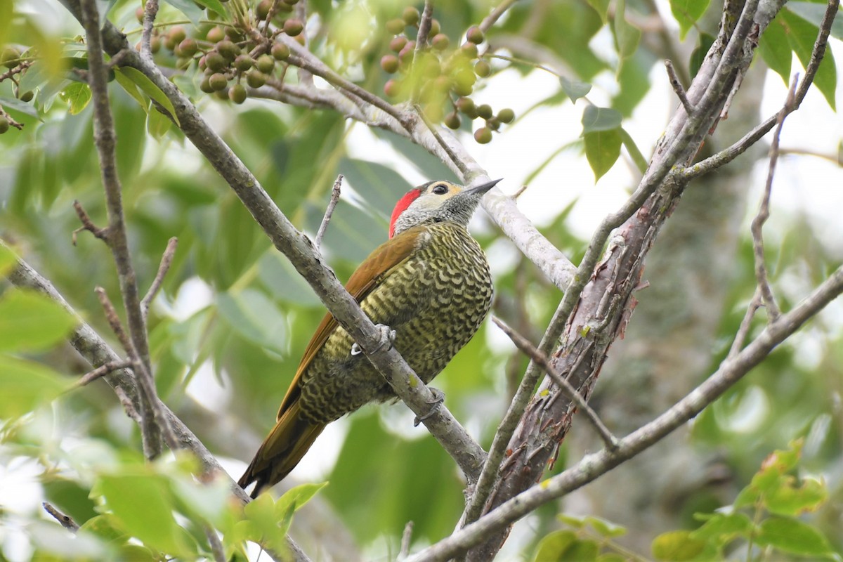 Golden-olive Woodpecker (Bronze-winged) - Jim Collins