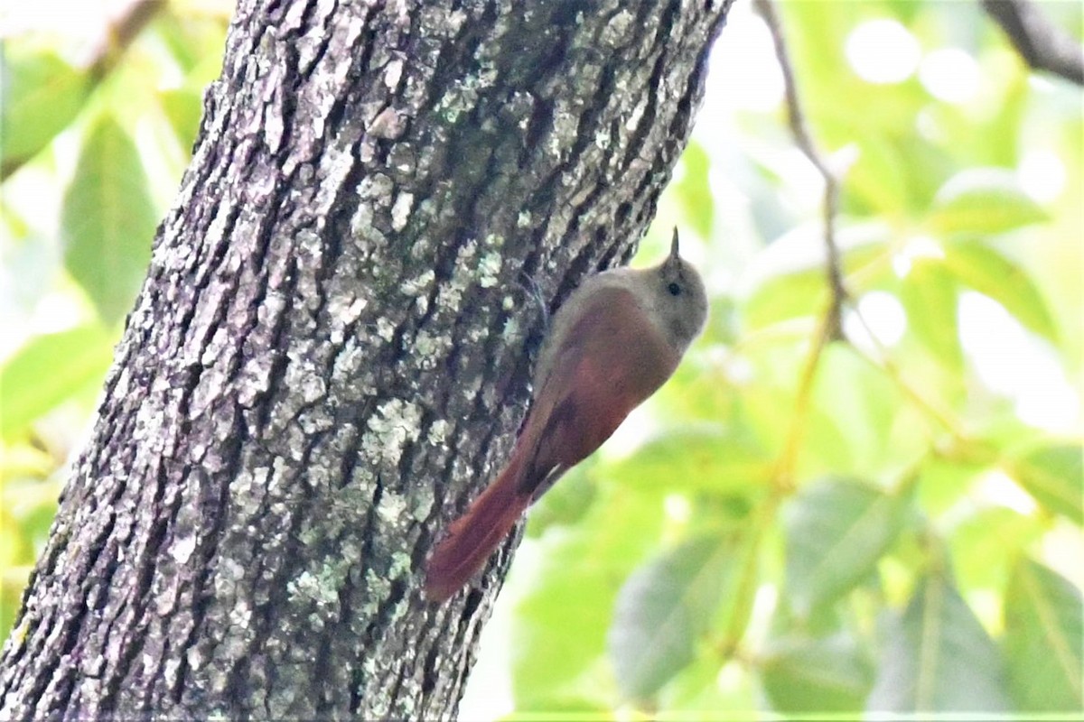 Olivaceous Woodcreeper - Jim Collins