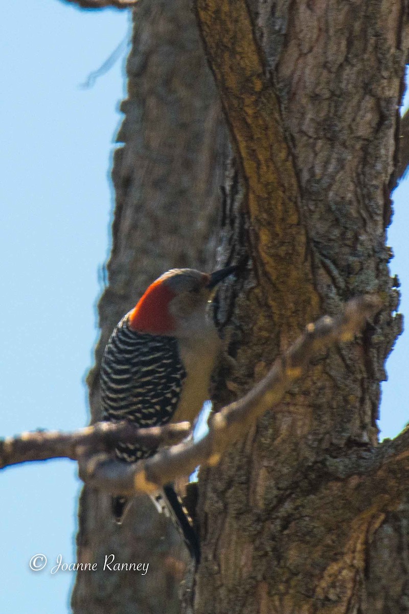 Red-bellied Woodpecker - ML221552031