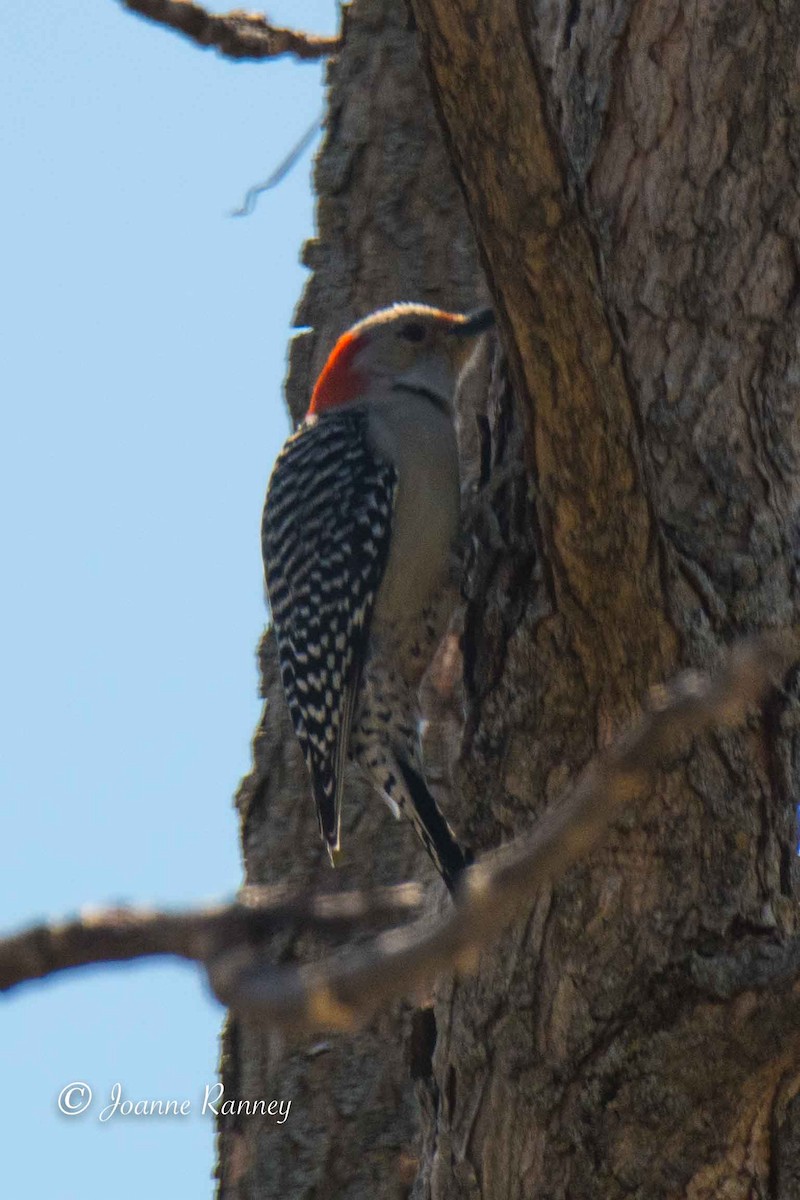 Red-bellied Woodpecker - ML221552041