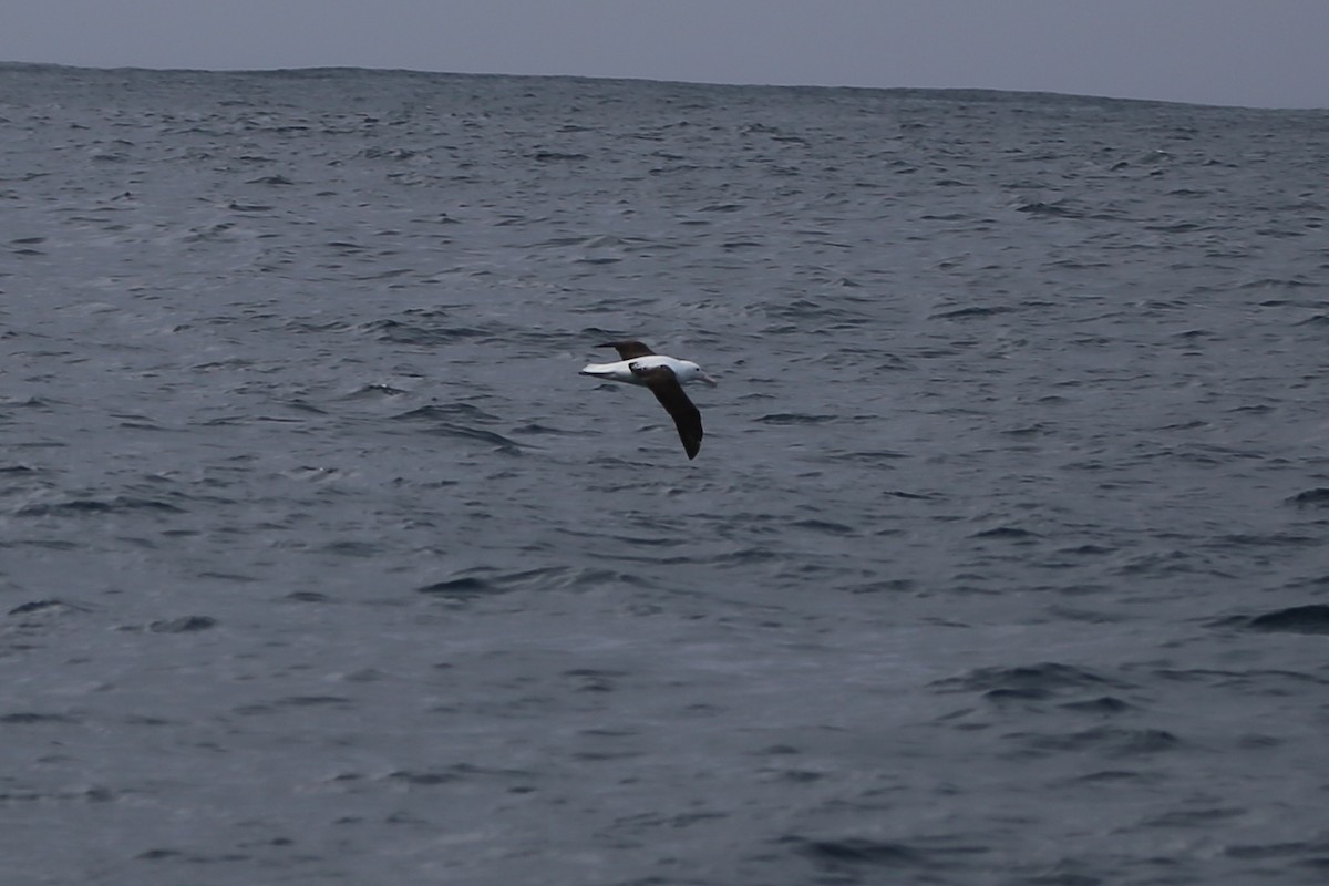 Northern/Southern Royal Albatross - Dorothy Wadlow