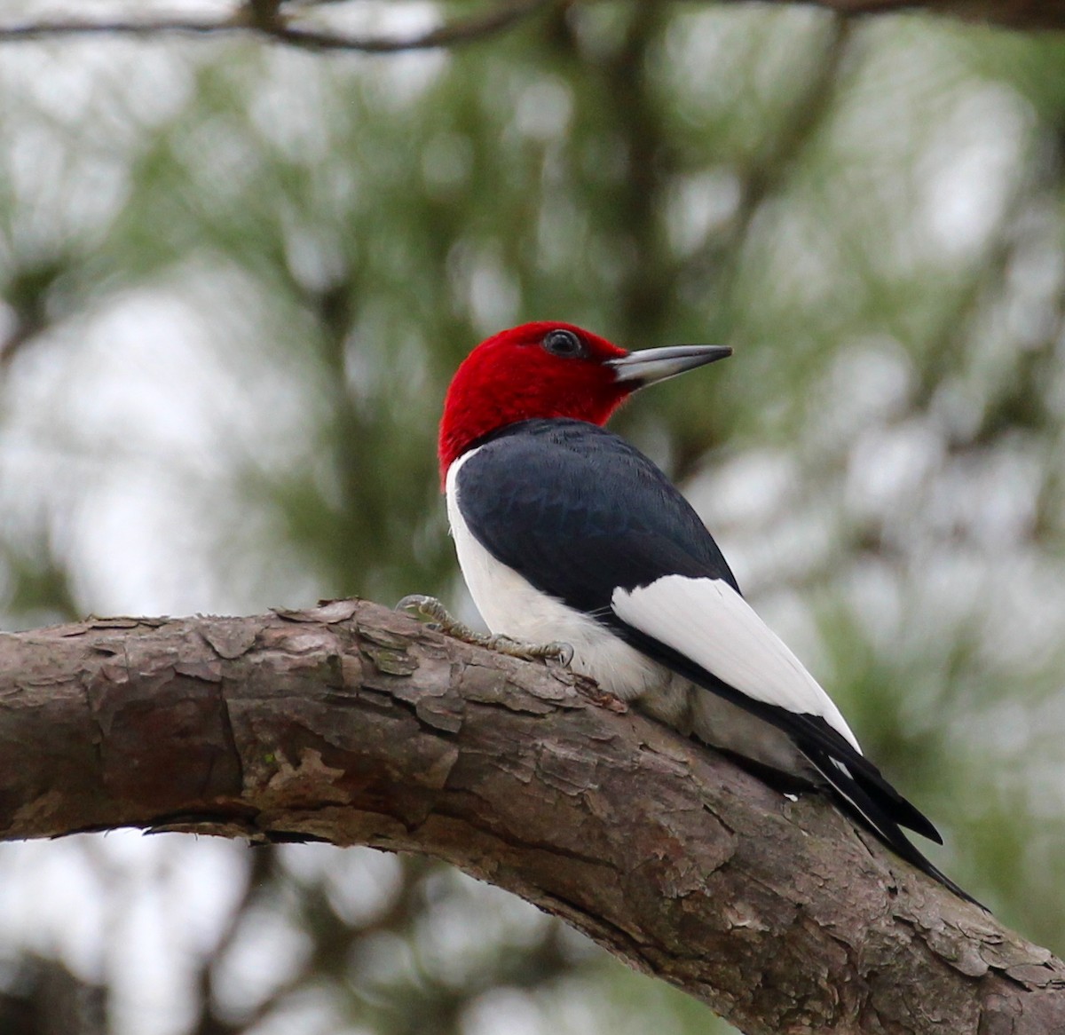 Red-headed Woodpecker - Terry Banks