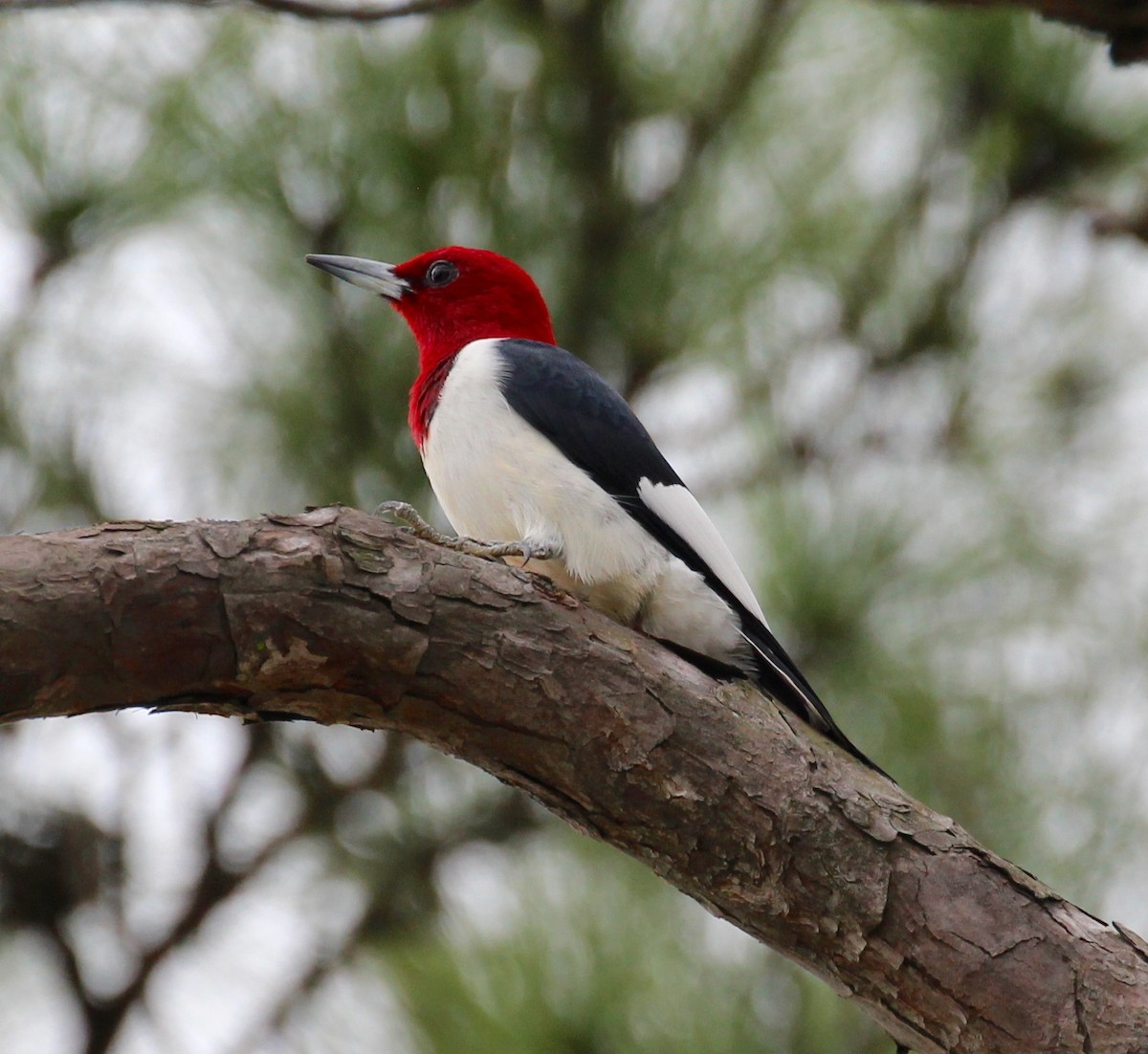 Red-headed Woodpecker - Terry Banks