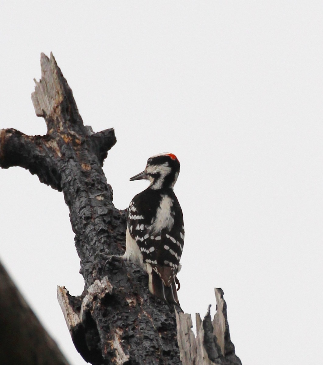 Hairy Woodpecker - ML221556691