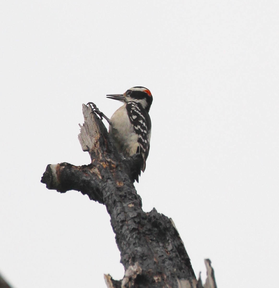 Hairy Woodpecker - Terry Banks