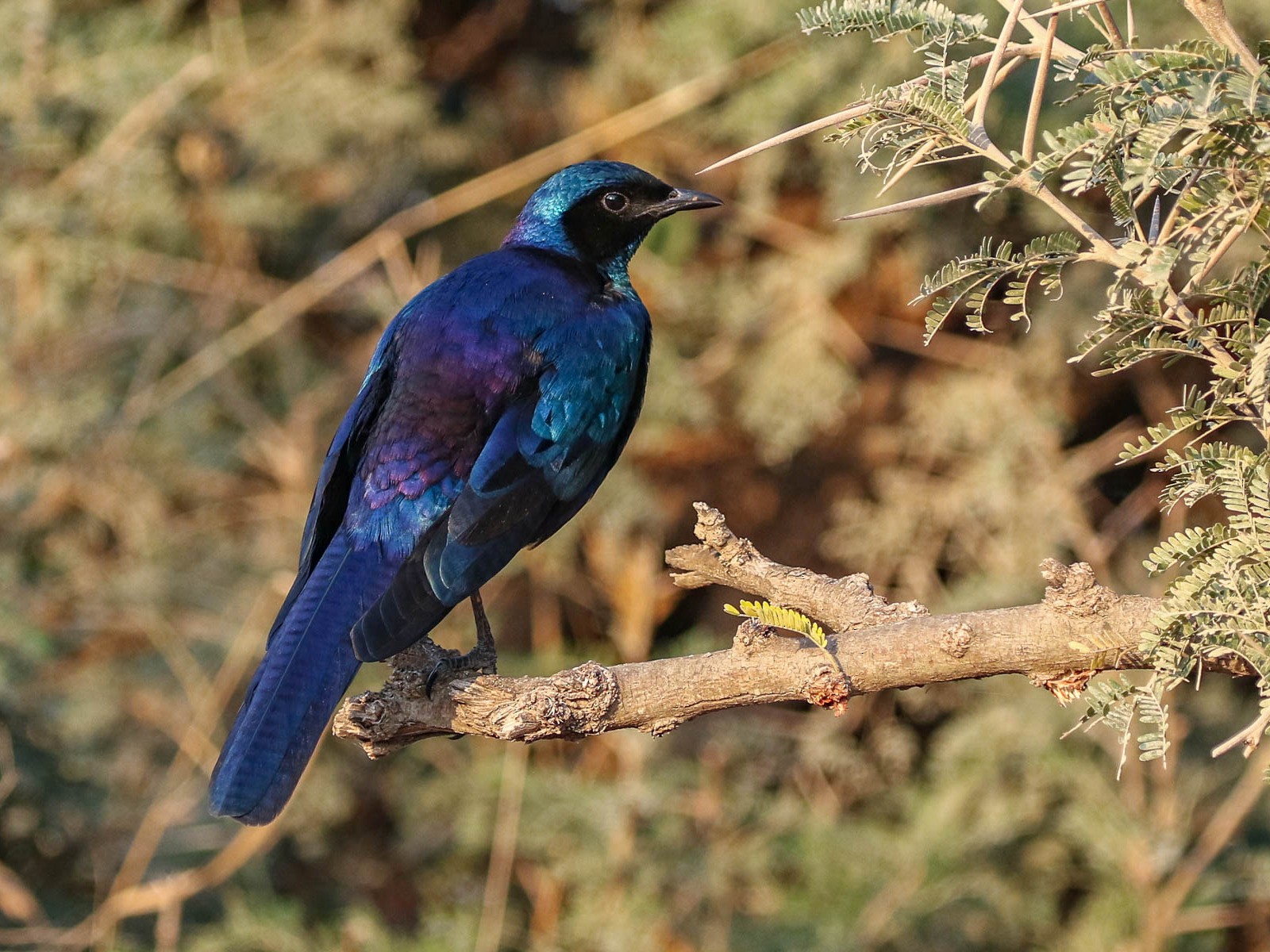 Burchell's Starling - eBird