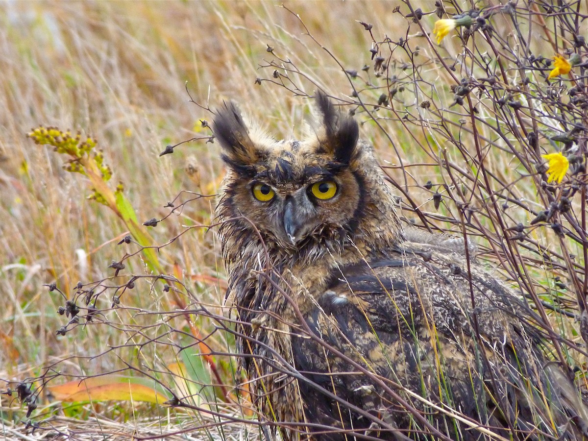 Great Horned Owl - ML221558231