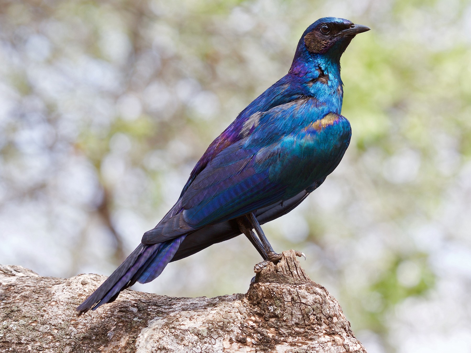 Burchell's Starling - Matt Brady