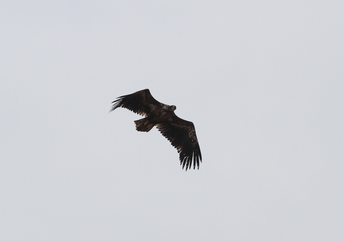 White-tailed Eagle - ML221559471