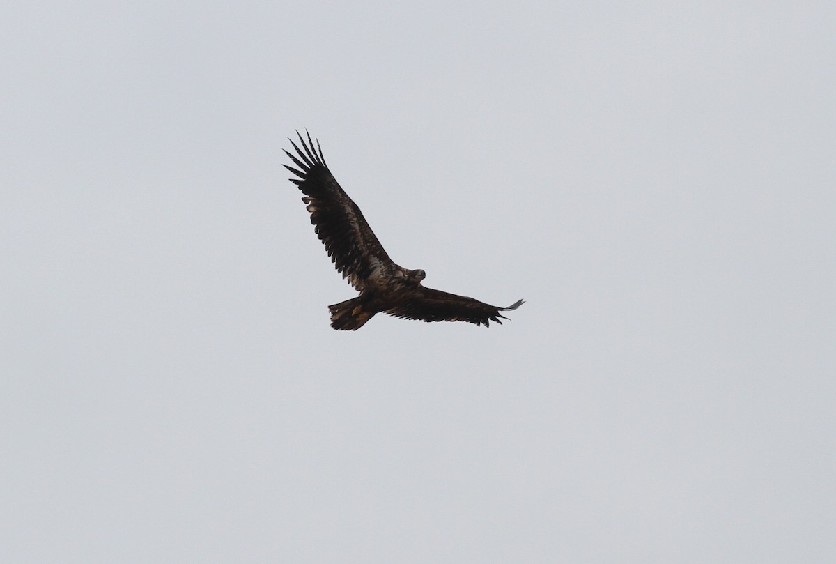 White-tailed Eagle - ML221559531