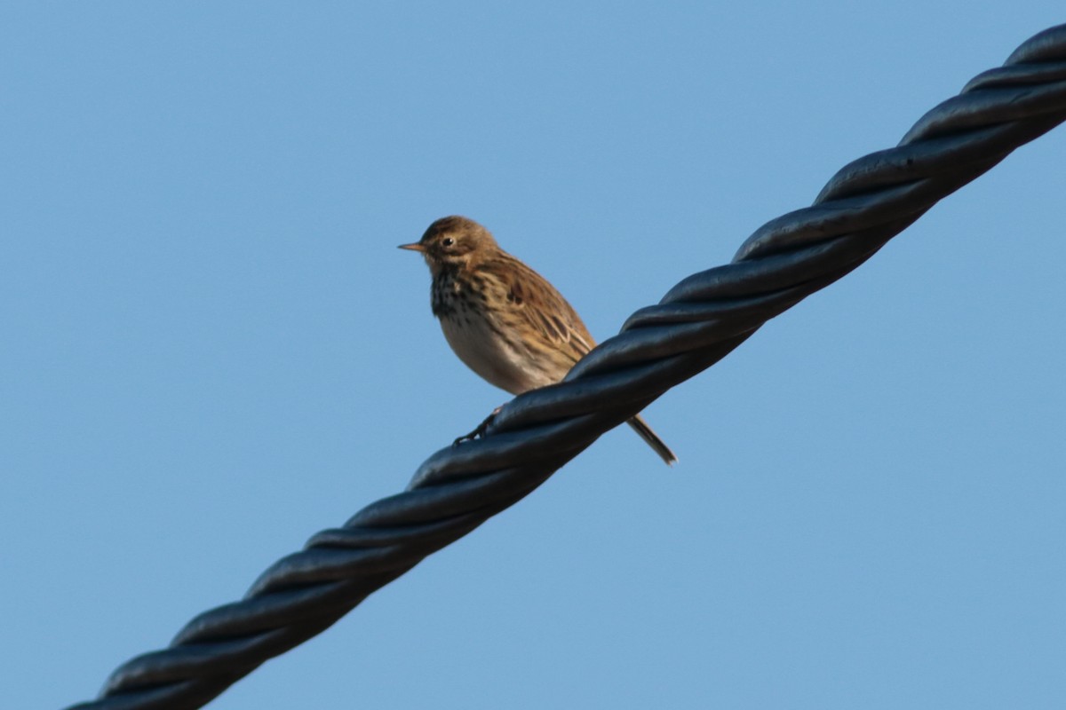 Meadow Pipit - ML221559721
