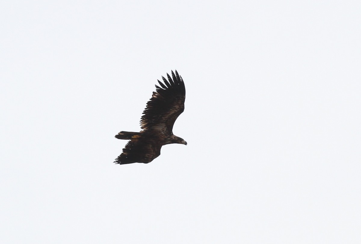 White-tailed Eagle - ML221560401