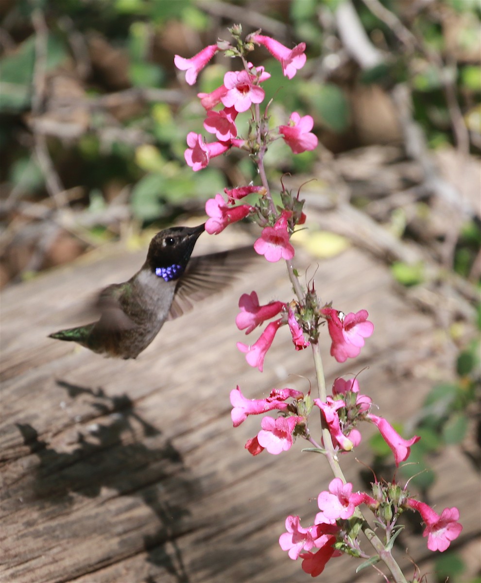 Black-chinned Hummingbird - David Stejskal