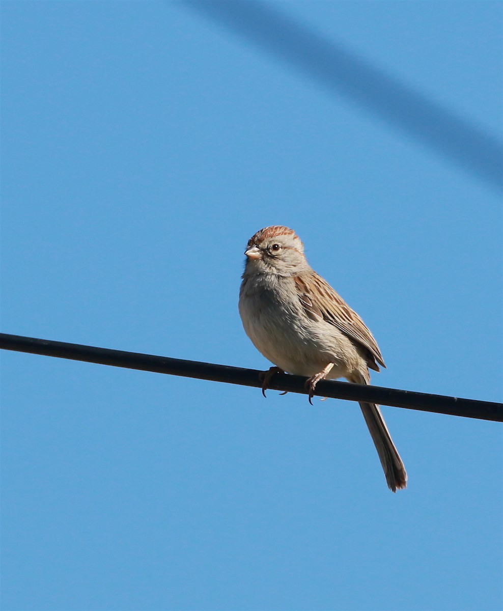 Rufous-winged Sparrow - David Stejskal