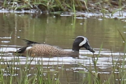 Blue-winged Teal - ML221562621