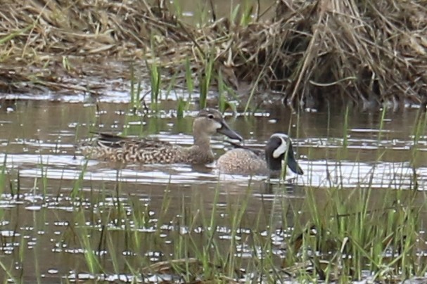 Blue-winged Teal - ML221562631