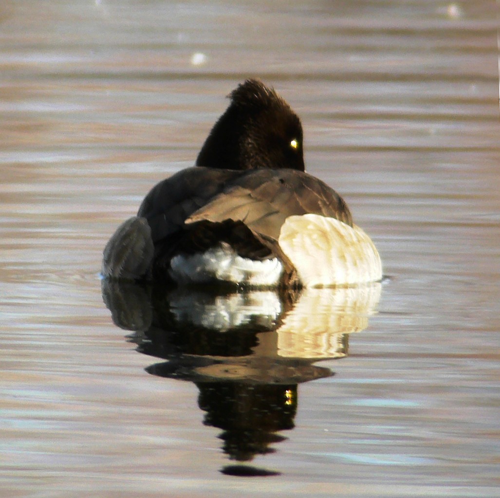 Tufted Duck - ML221563791