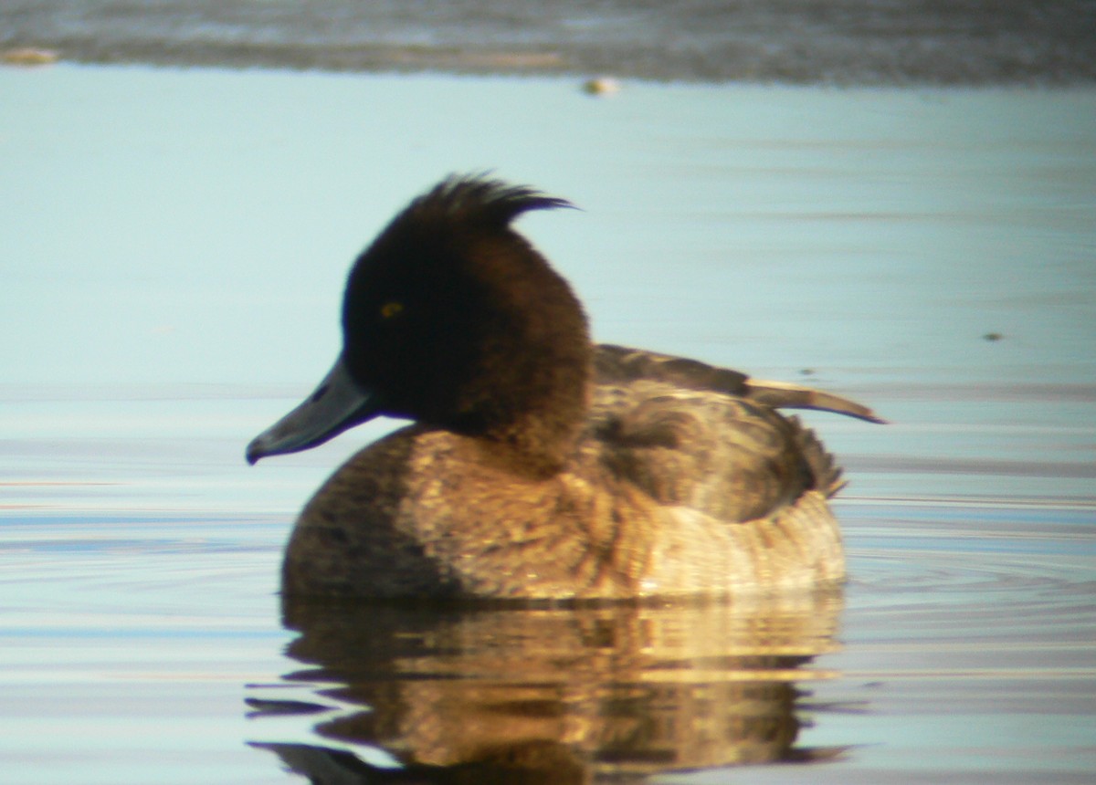 Tufted Duck - ML221563941