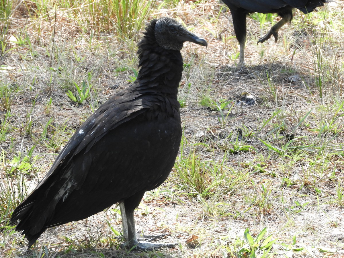 Black Vulture - ML221567991