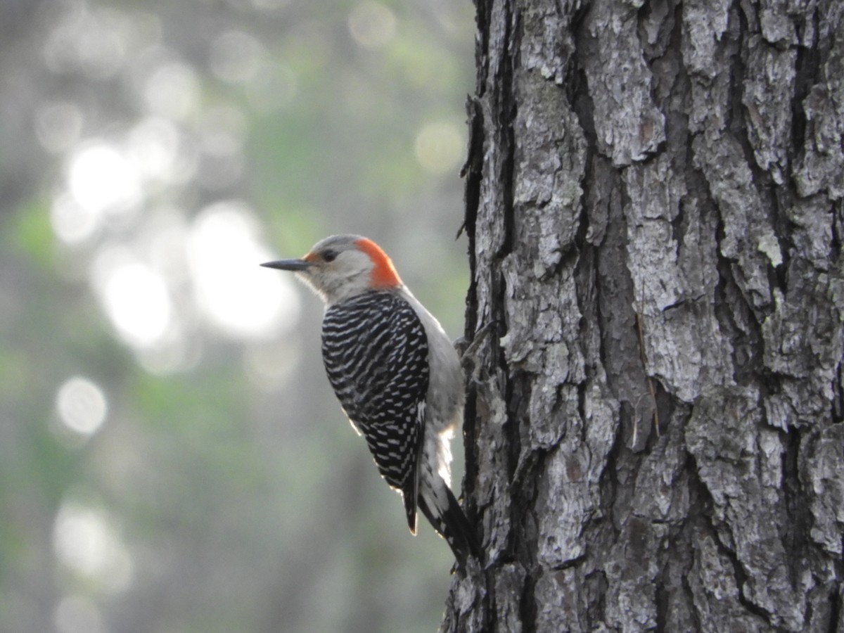 Red-bellied Woodpecker - ML221568091