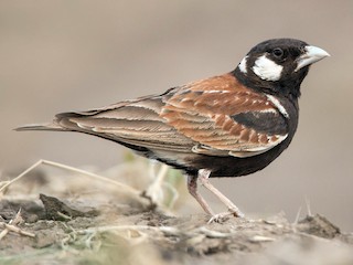  - Chestnut-backed Sparrow-Lark