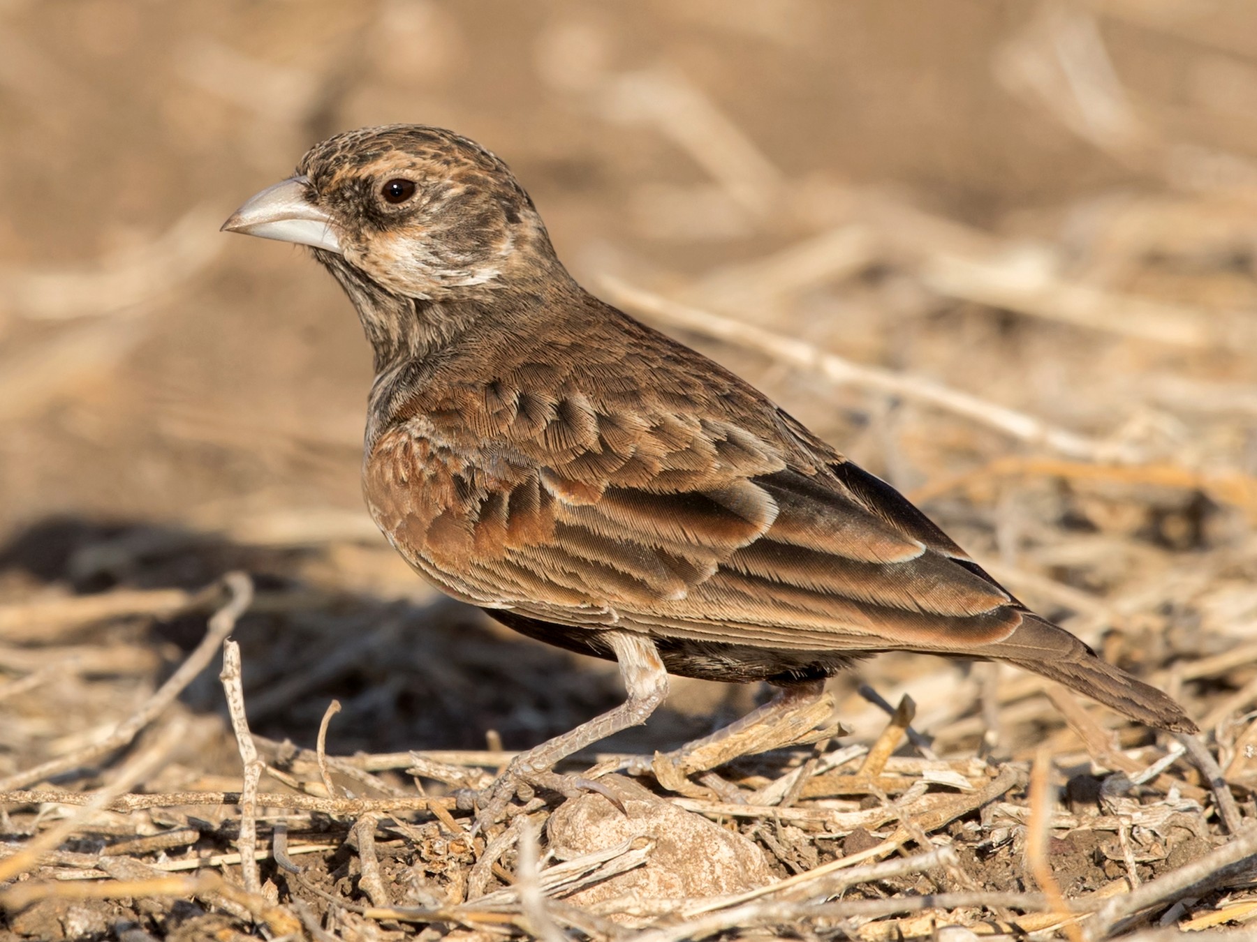 Chestnut-backed Sparrow-Lark - David Irving