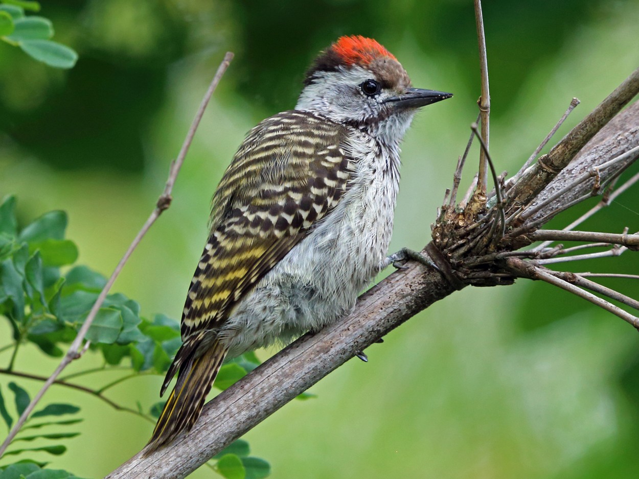 Cardinal Woodpecker - Nigel Voaden