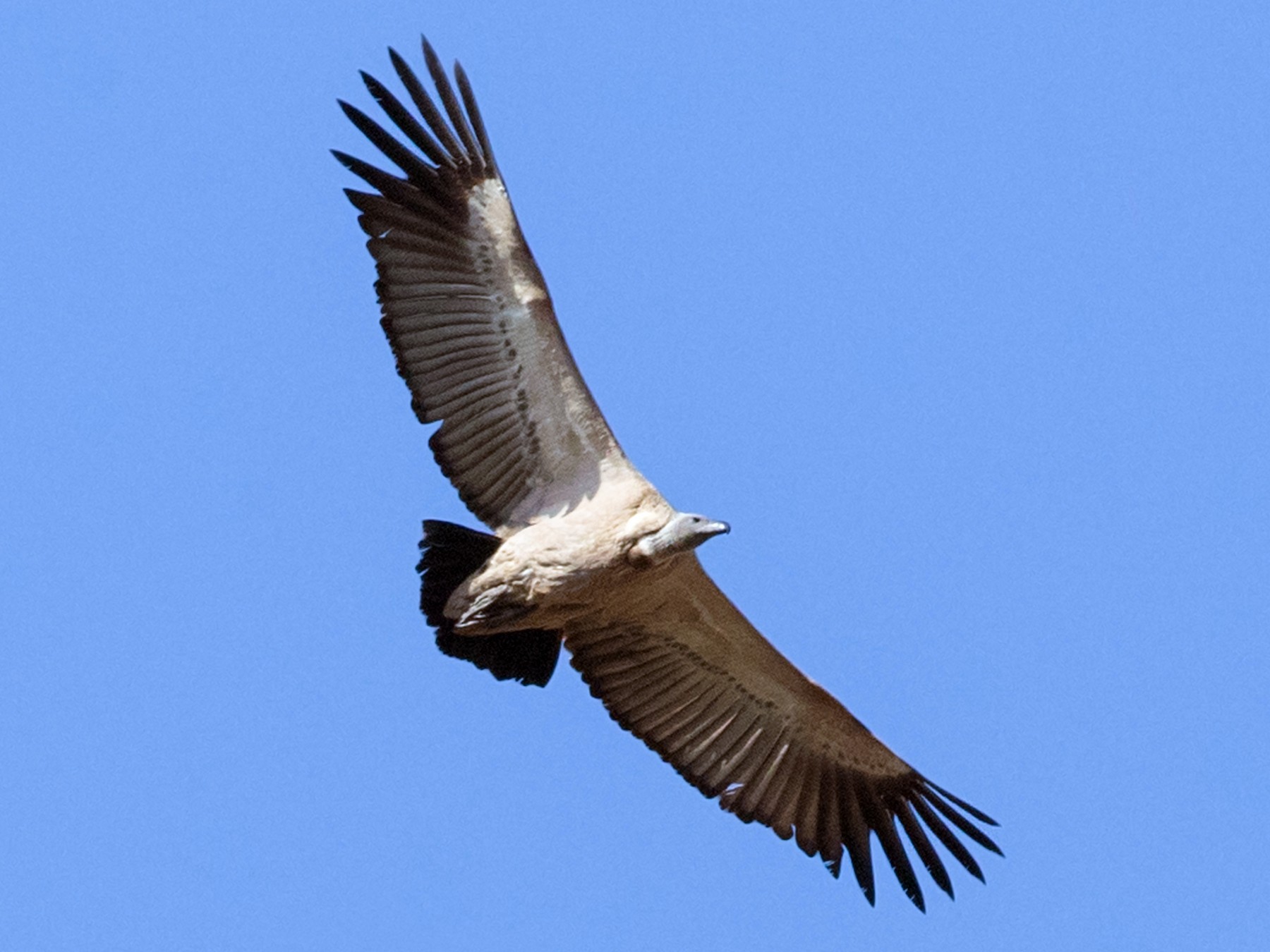 ケープシロエリハゲワシ Ebird