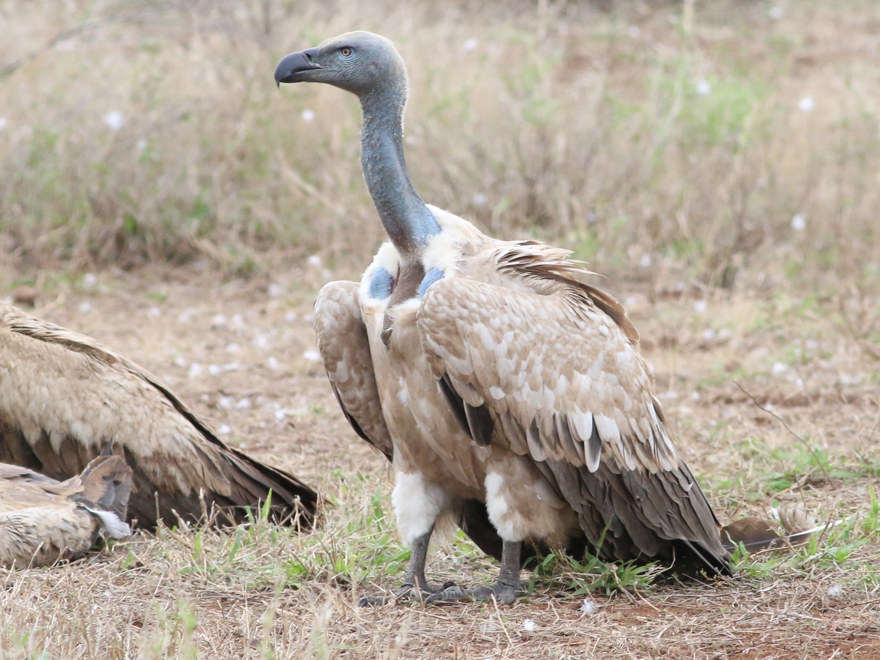 ケープシロエリハゲワシ Ebird