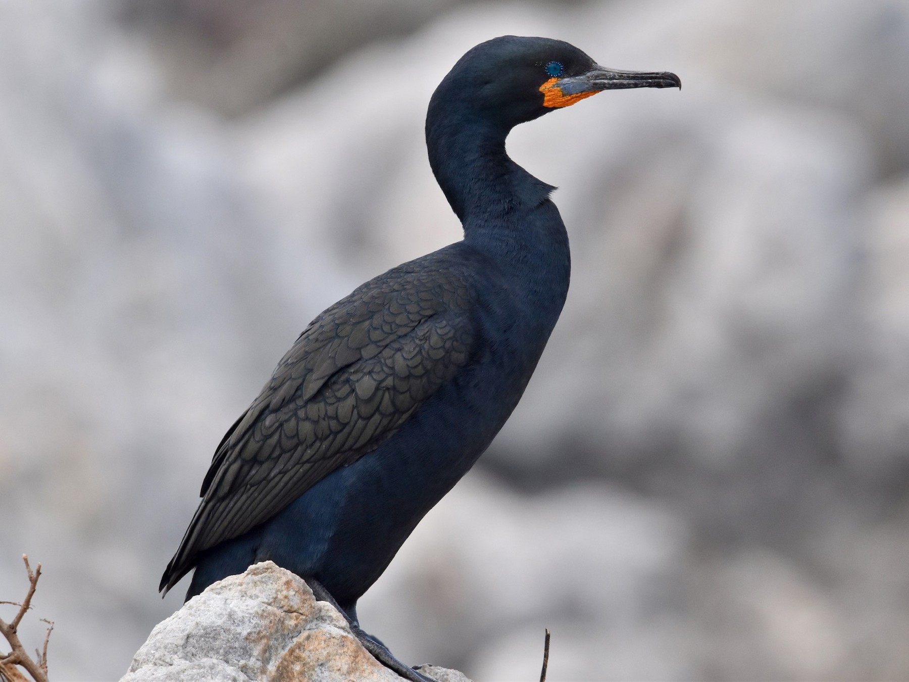 Cape Cormorant eBird
