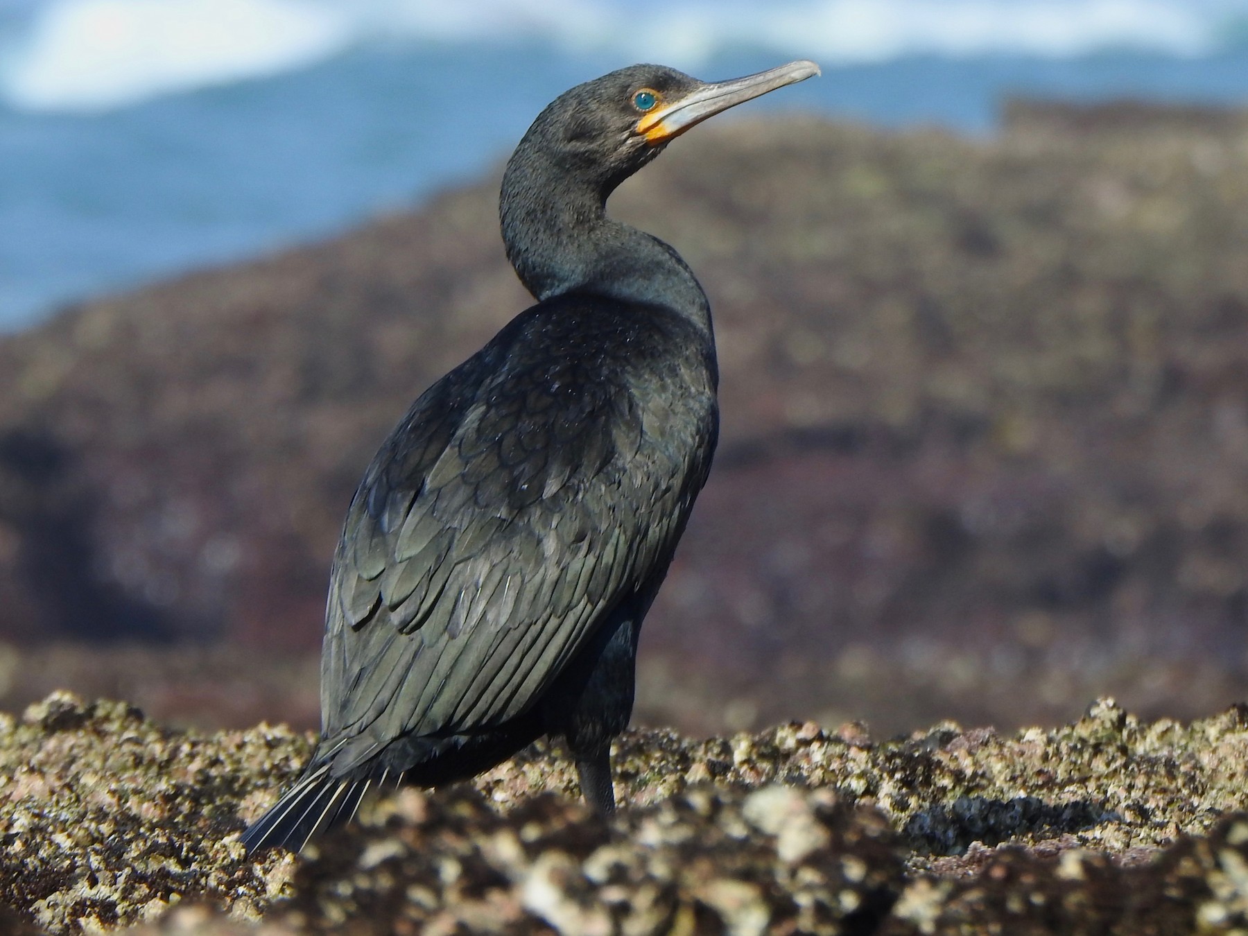 Cape Cormorant eBird
