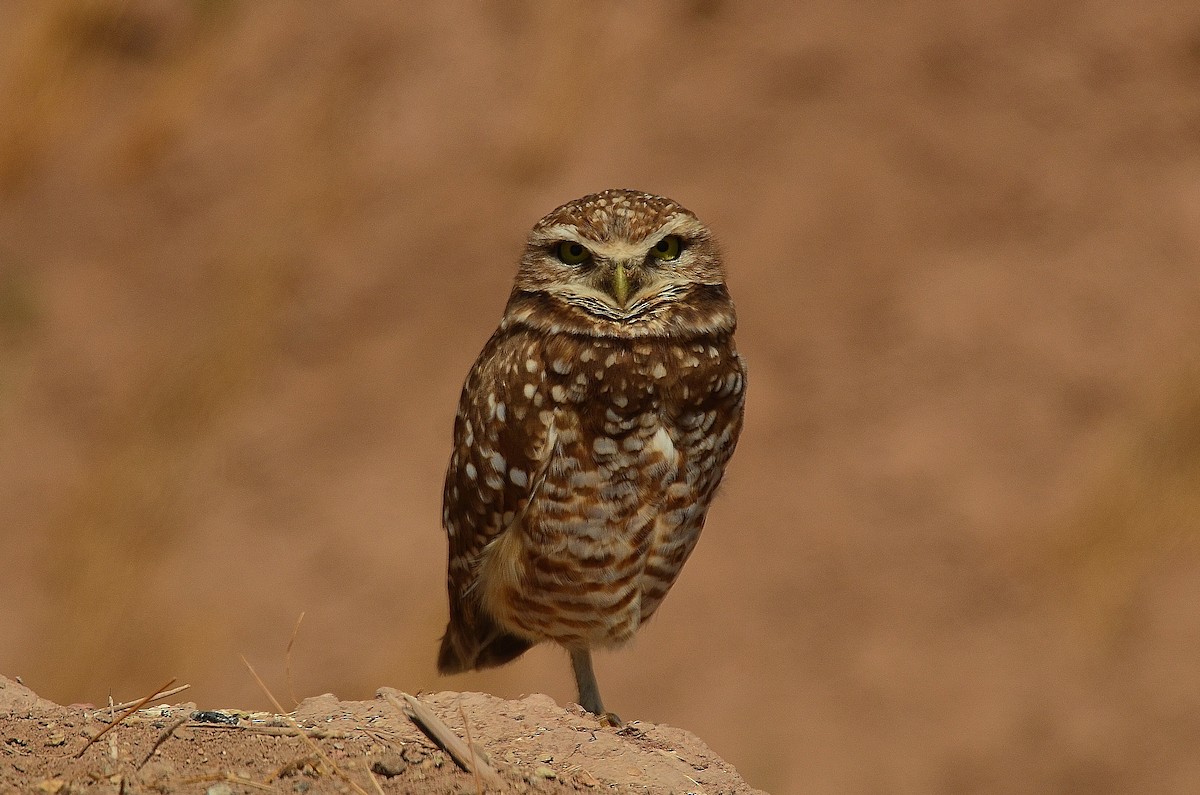 Burrowing Owl - ML22157501