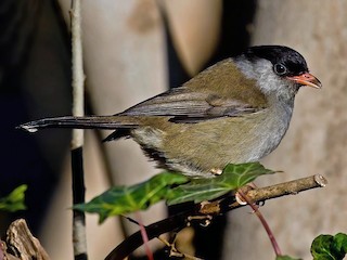 Bush Blackcap - eBird