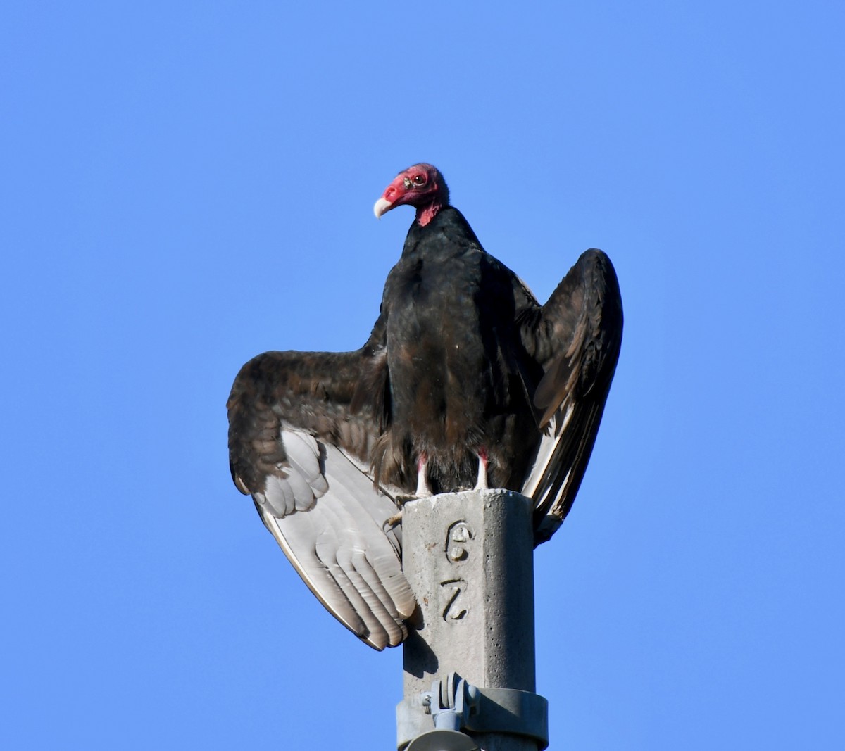 Turkey Vulture - David Campbell