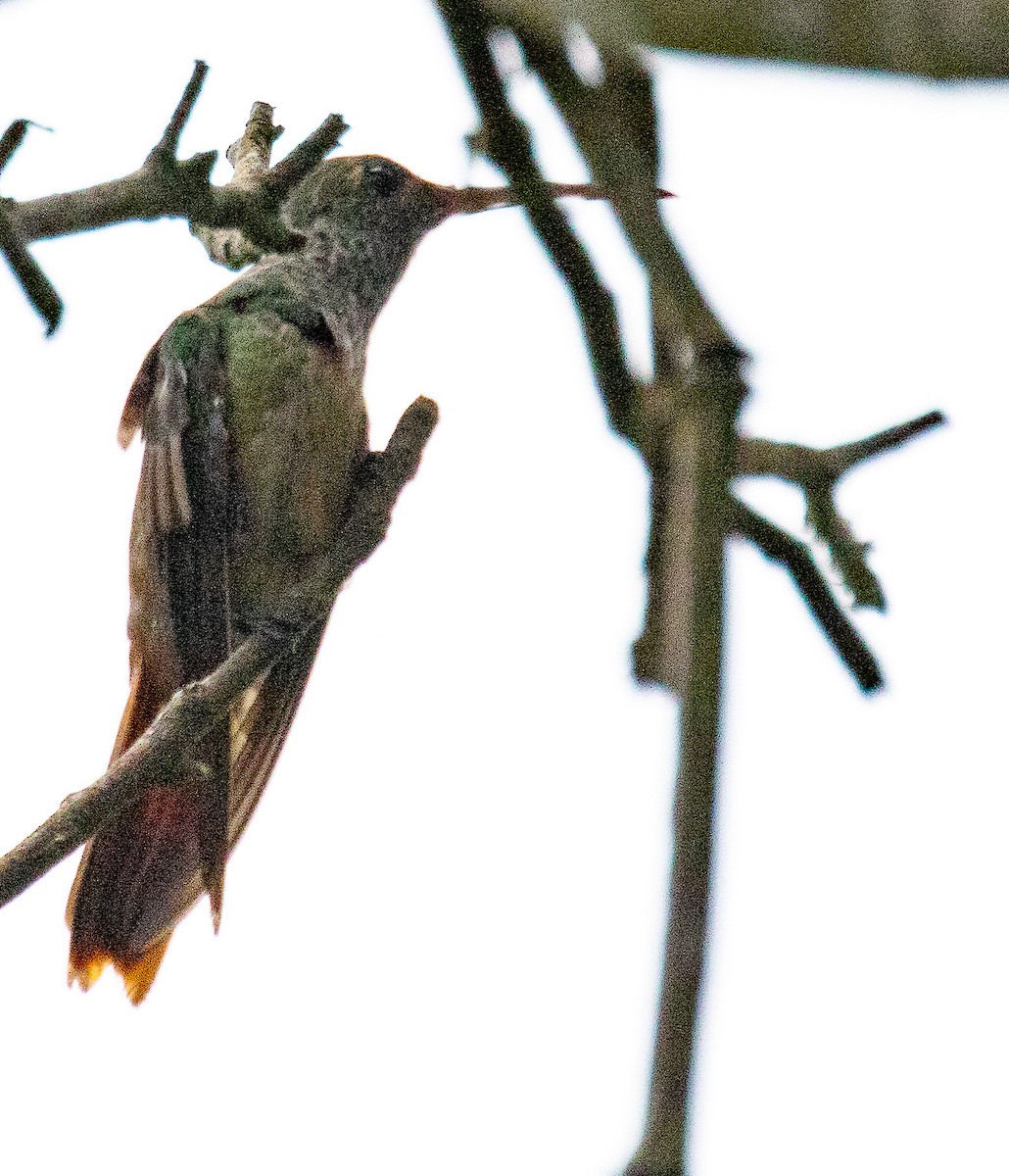 Buff-bellied Hummingbird - ML221584101