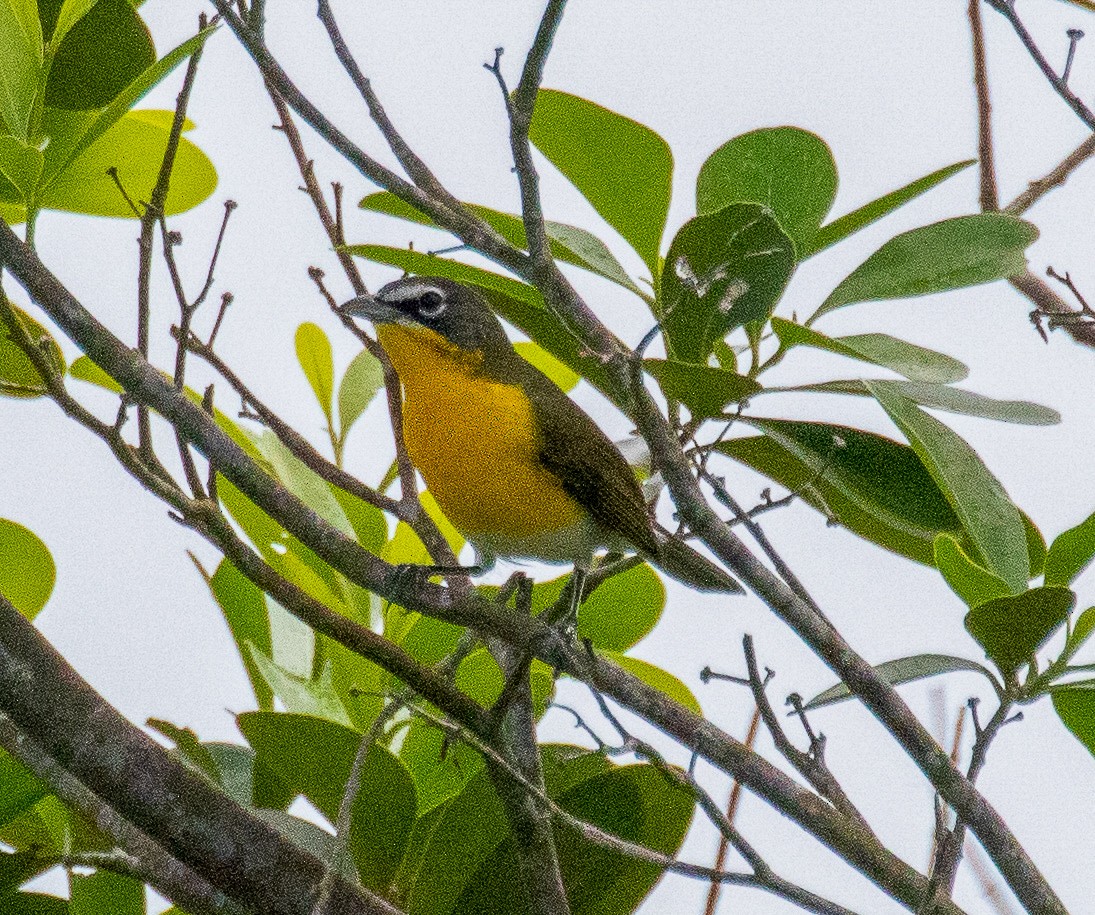 Yellow-breasted Chat - ML221585191