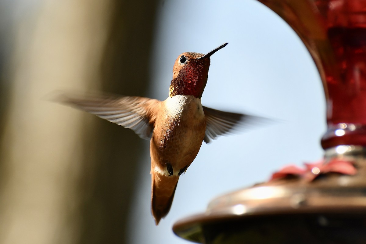 Rufous Hummingbird - Epi Shemming