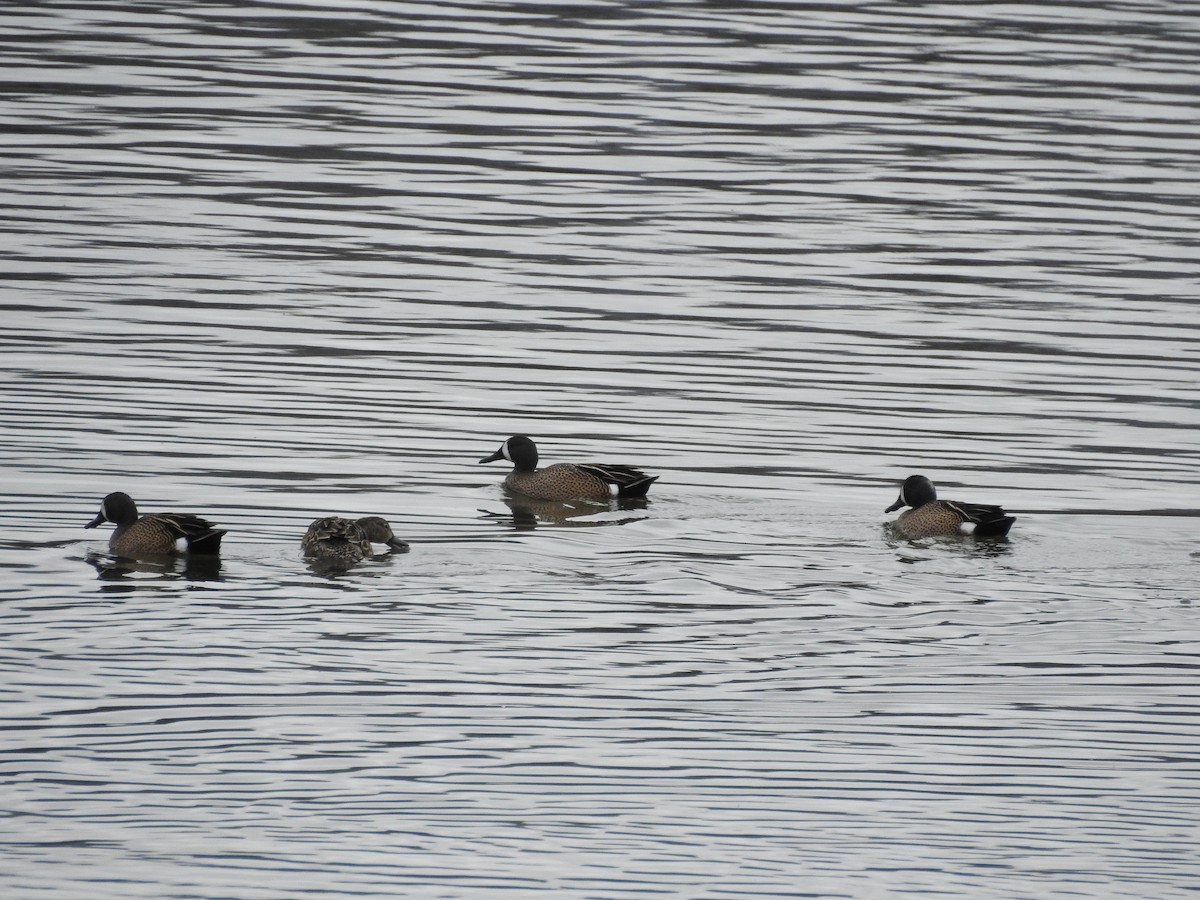 Blue-winged Teal - ML221587111