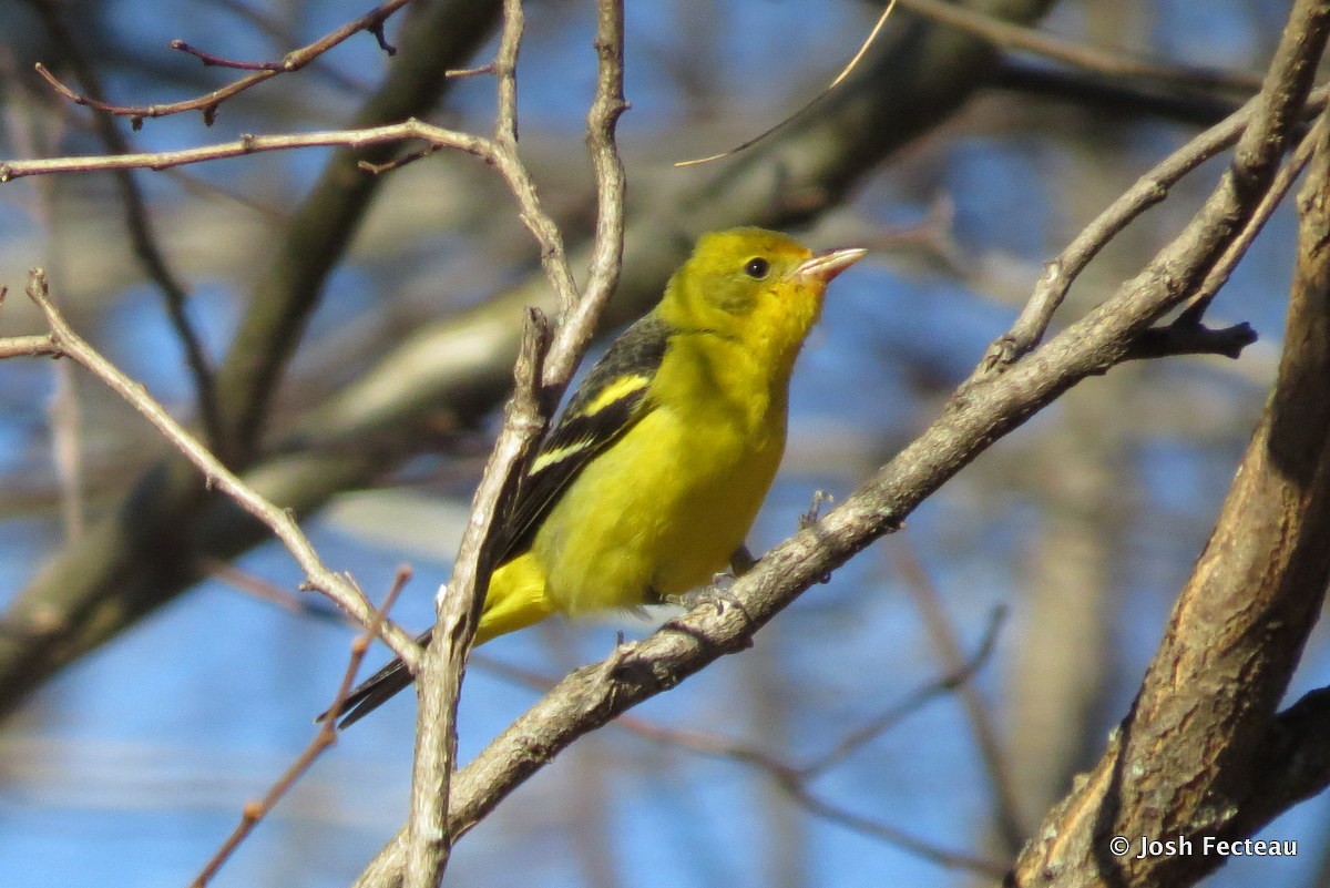 Western Tanager - ML22159101