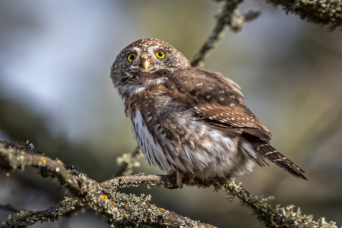Northern Pygmy-Owl - ML221593531