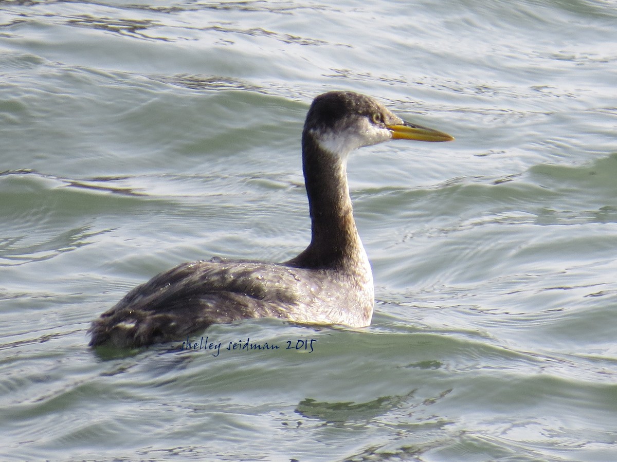 Red-necked Grebe - ML22159851