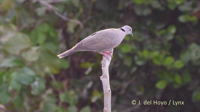 Mourning Collared-Dove - ML221599111