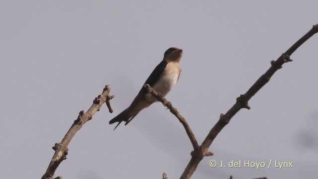 Wire-tailed Swallow - ML221600781