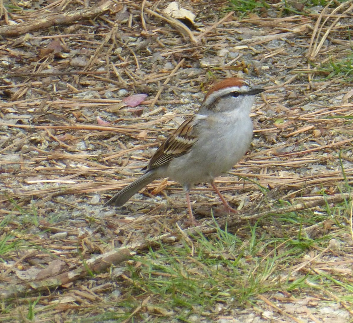 Chipping Sparrow - ML221609961